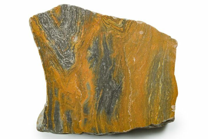 Polished Mesoproterozoic Stromatolite (Conophyton) - Australia #353689
